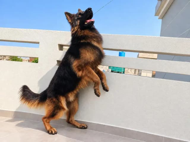 German shepherd Male _Pedigree GSD dog