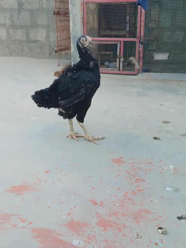 pure qandhari parrots break femal egg's da Rahi ha