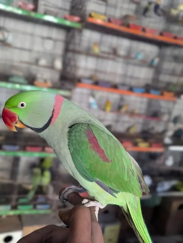 raw parrot male