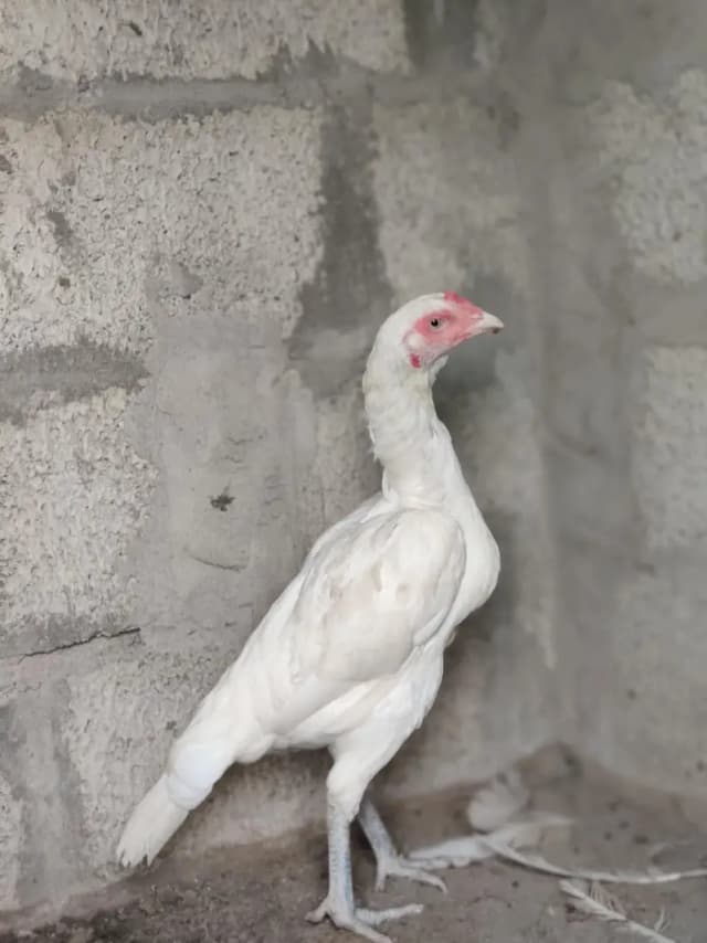 high quality Heera breeder pair