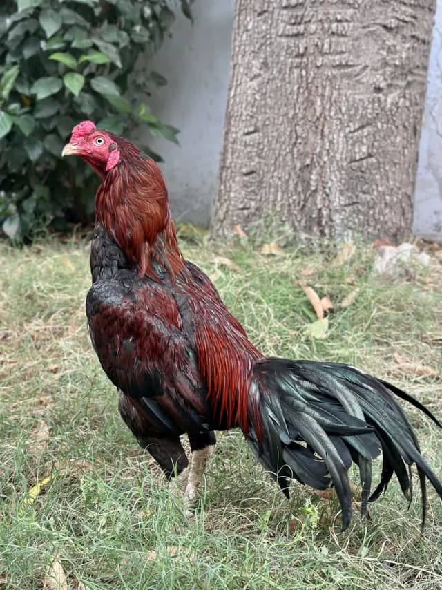 Mianwali Jegeri Lakha