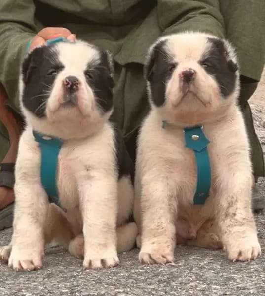 alabai dog male and female age 50 din for sale available