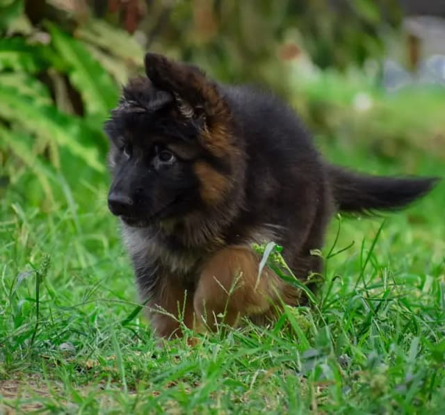 German shepherd Pupps | Long Coat German Pupps | Pupps For Sale | GSD