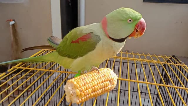 raw parrot male