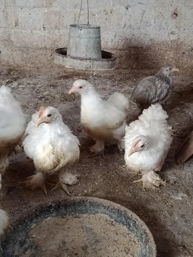 Bantam chicks