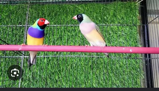 lady gouldian pair
