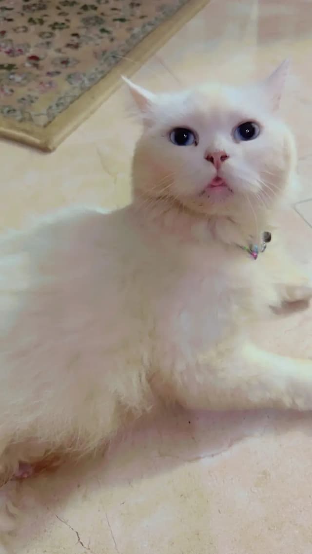 Persian breeder cat 1.5 years old