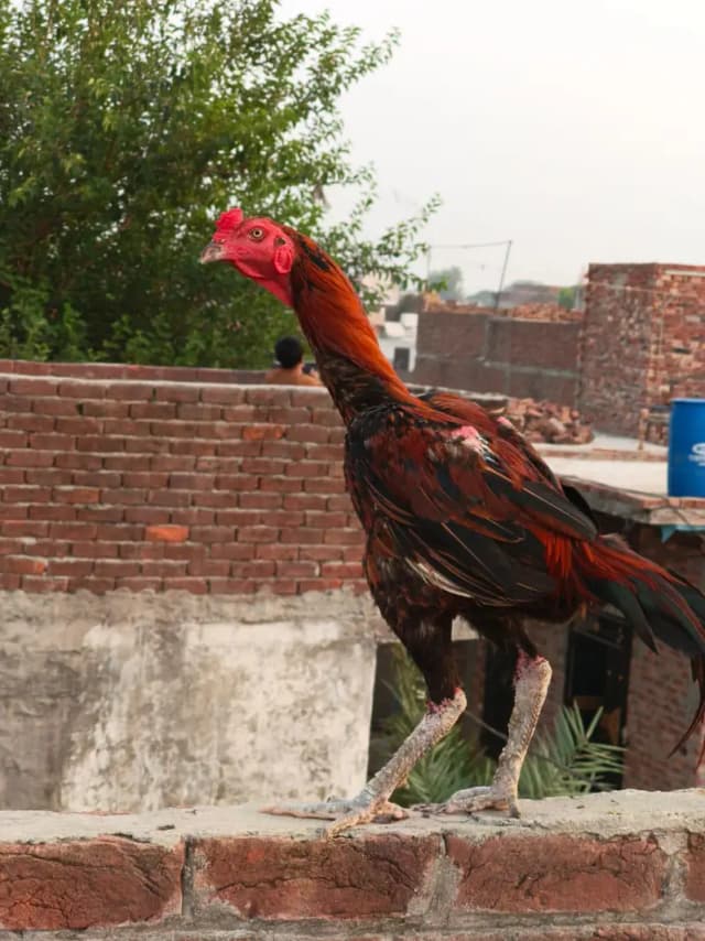 Healthy Hen for Sale