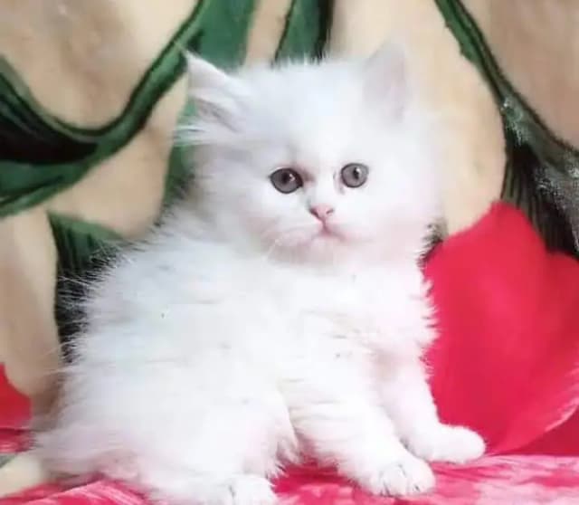 person cat for sale