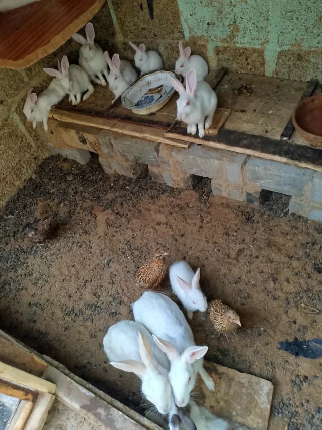 rabbit piar 1500. whatsapp num 0316.8603495