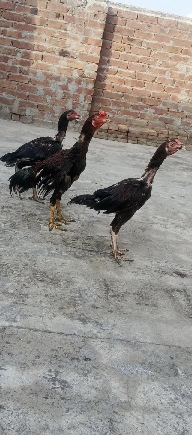 Mian wali Aseel pathay
