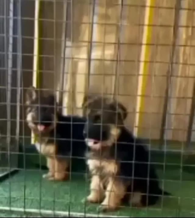 German Shepherd long coat puppies for sale my WhatsApp 03440066156