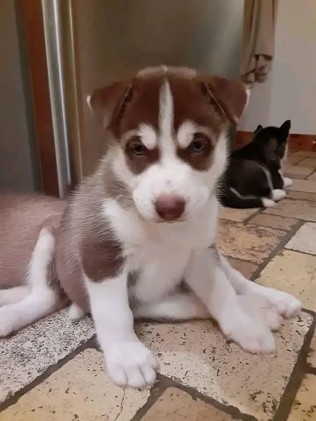 Siberian Husky For Sale Huskies puppies 0370+3659+859