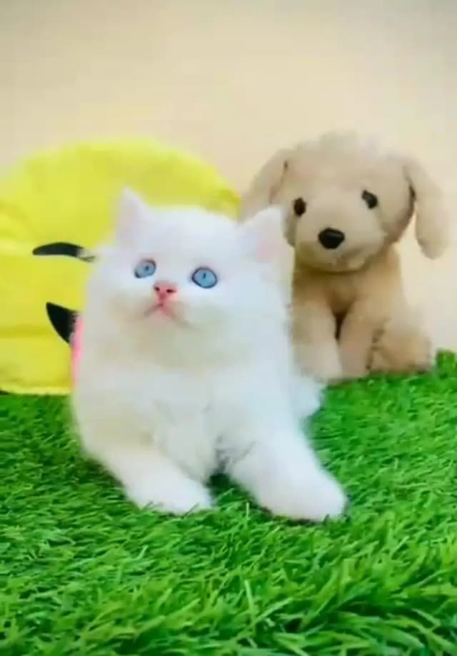 Persian kitten triple cot. for sale my WhatsApp:03463262710