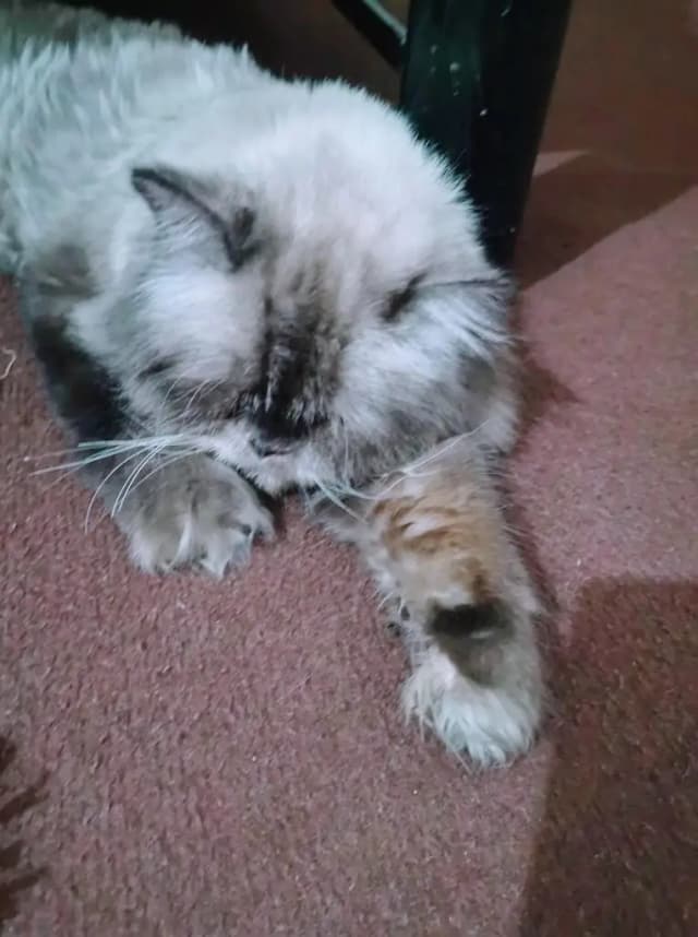 Beautiful Himalayan Persian Cat – Long Hair, Cute Face & Healthy