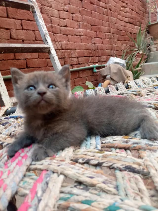 Persian kittens
