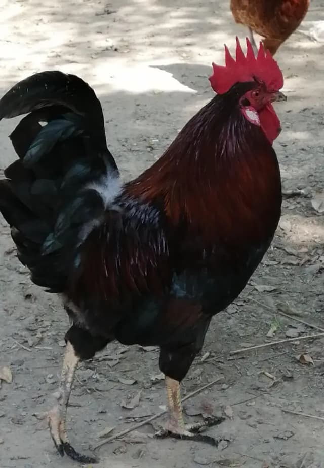 Desi Murghy For Sale