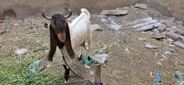beedar bakra for sale heavy weight