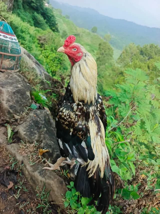 Kahuta location ha bilkl fit murga ha