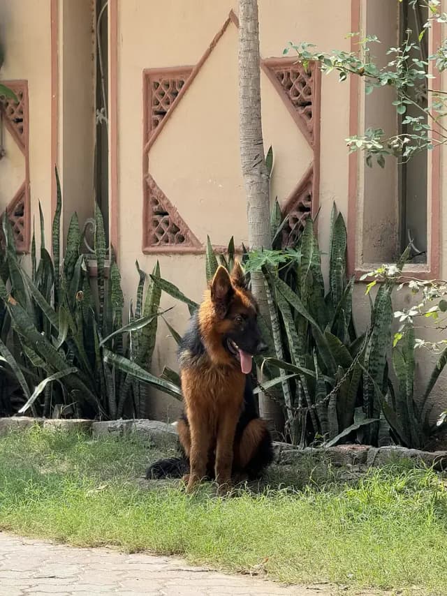 german shepherd long coat