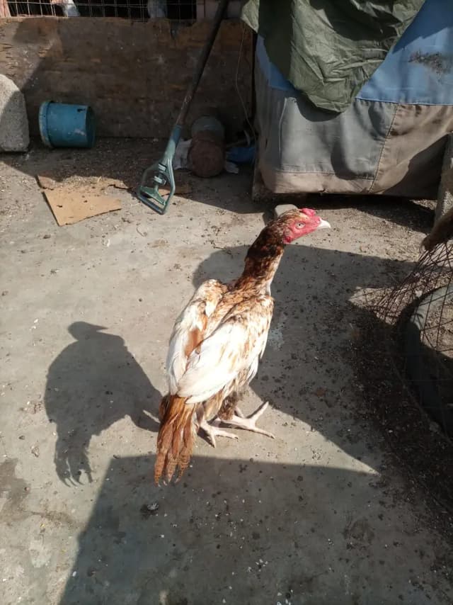 heera or pille ka cross hy