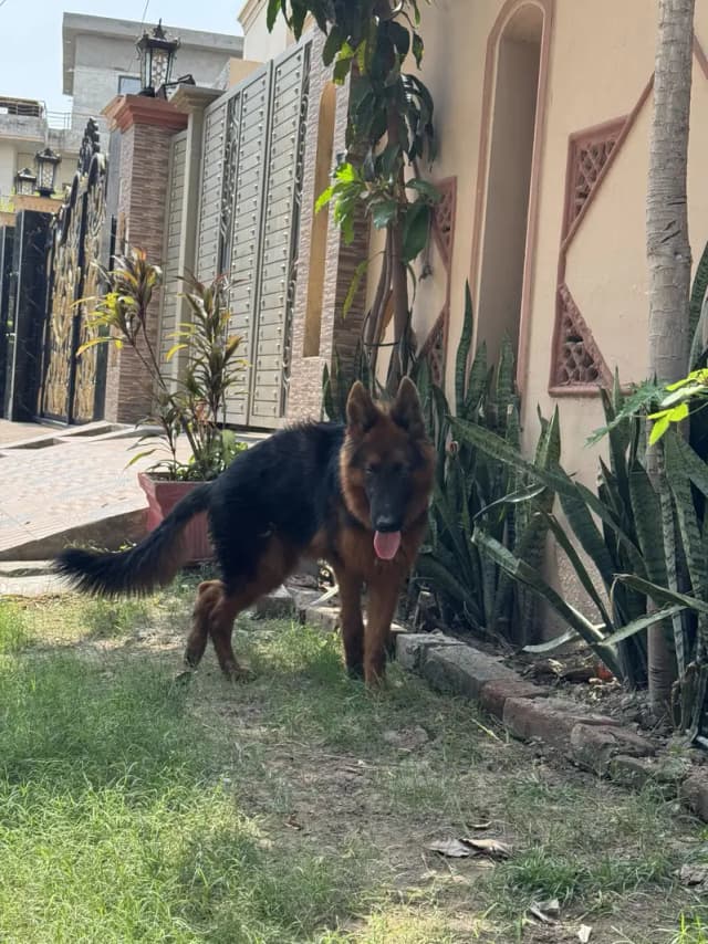 german shepherd long coat