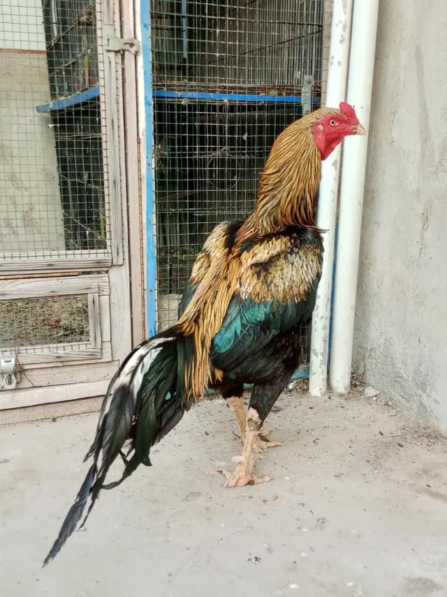 Aseel  mianwali Chicks and eggs