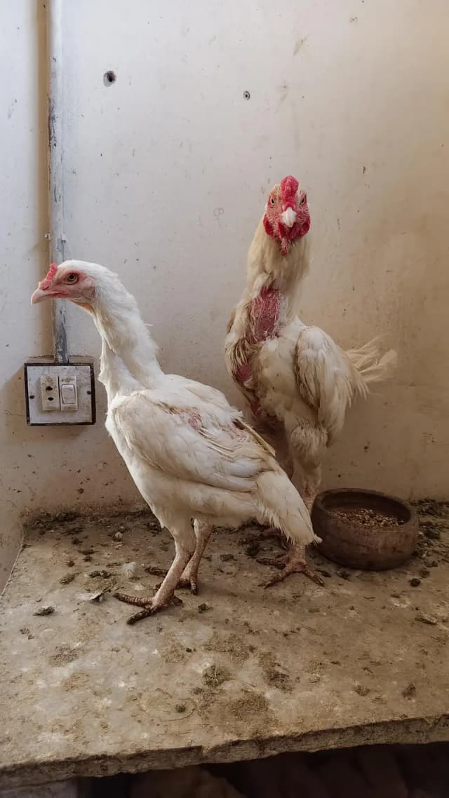 Heera trio for sale