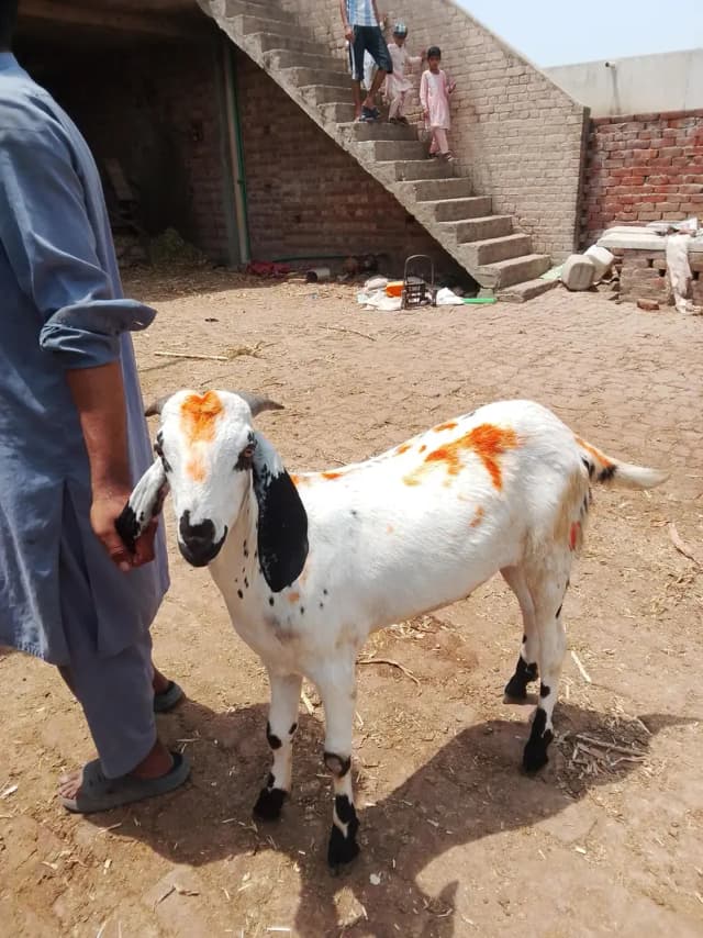 Bakra for sale