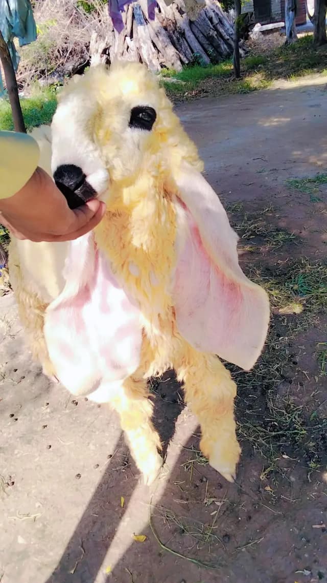 Sheep | kajla | Chatra | 0300-0091606