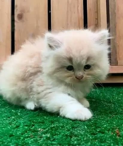 Persian kittens whatp 032203///96547///
