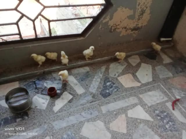 QUALITY CHICKS white heavy buff pure100%