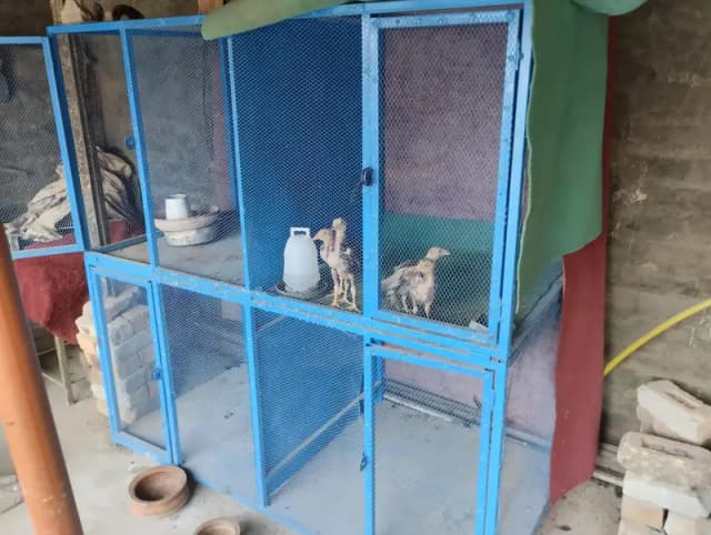 assel murgay Kay leya cages Whatsapp 03/40/60/877/02
