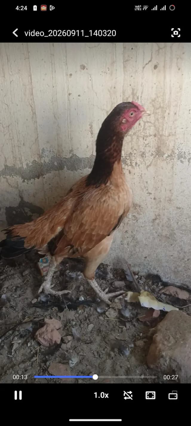 aseel murgi baccha bhi Sath hai ek pati hai murgi ke sath slaty color