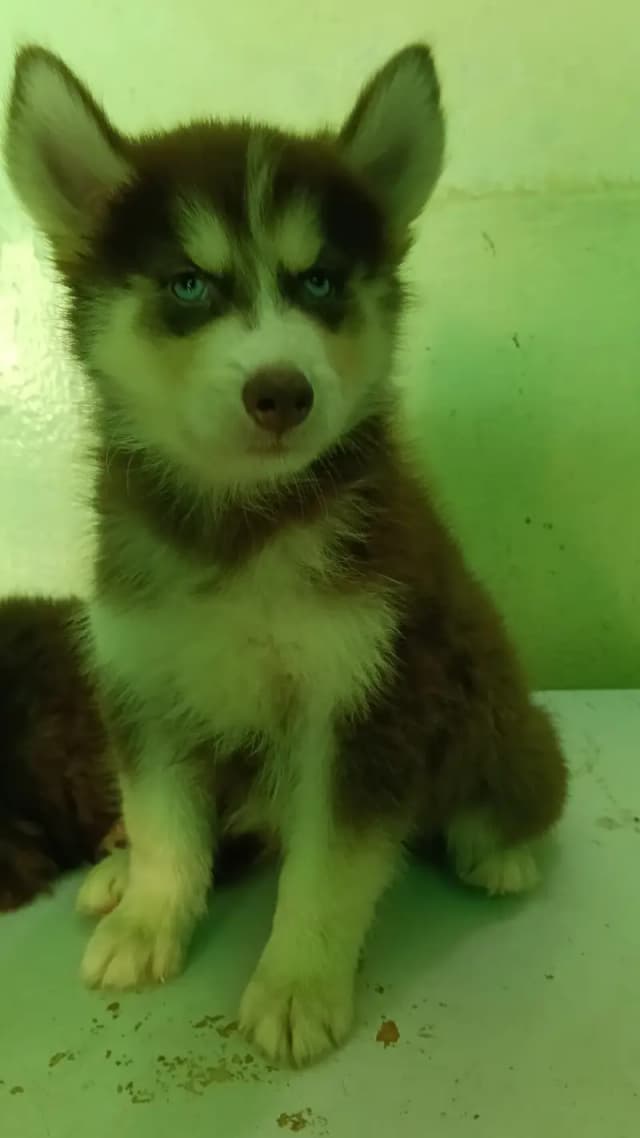 Siberian Husky Puppies for Sale – Blue Eyes & Odd Eyes