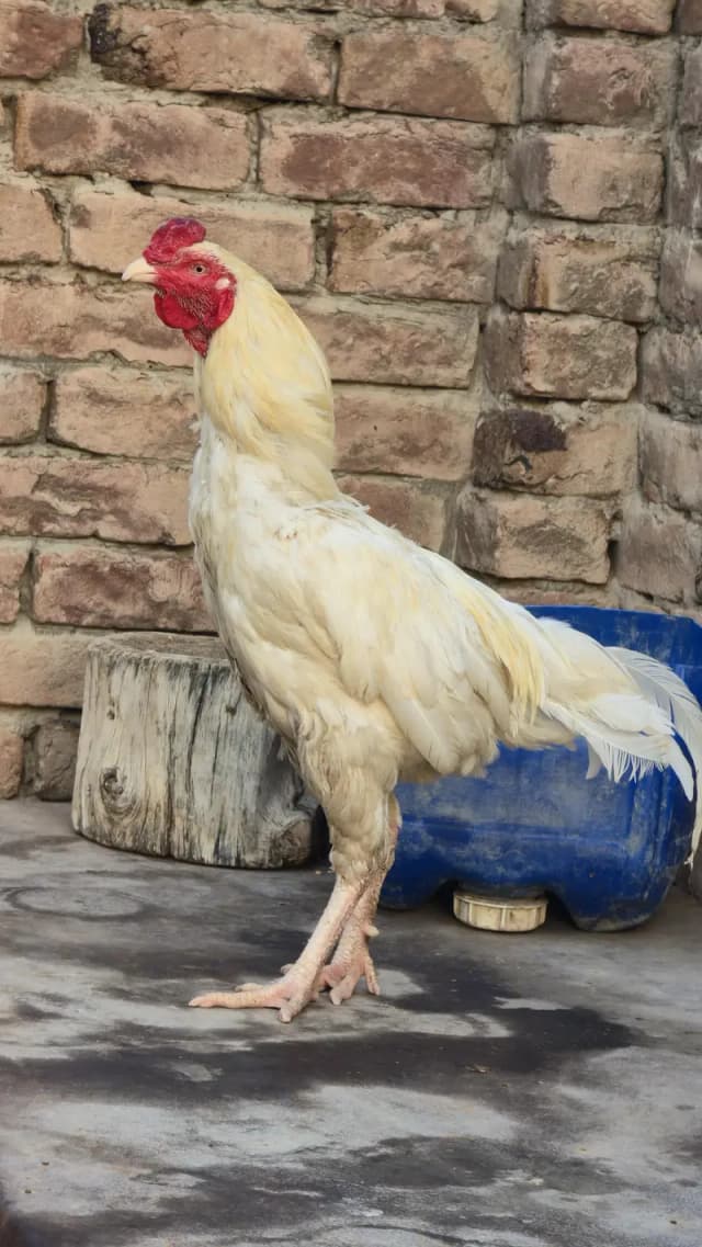 Aseel Chicken Birds – 7 Healthy Birds with Homemade Wooden Coop
