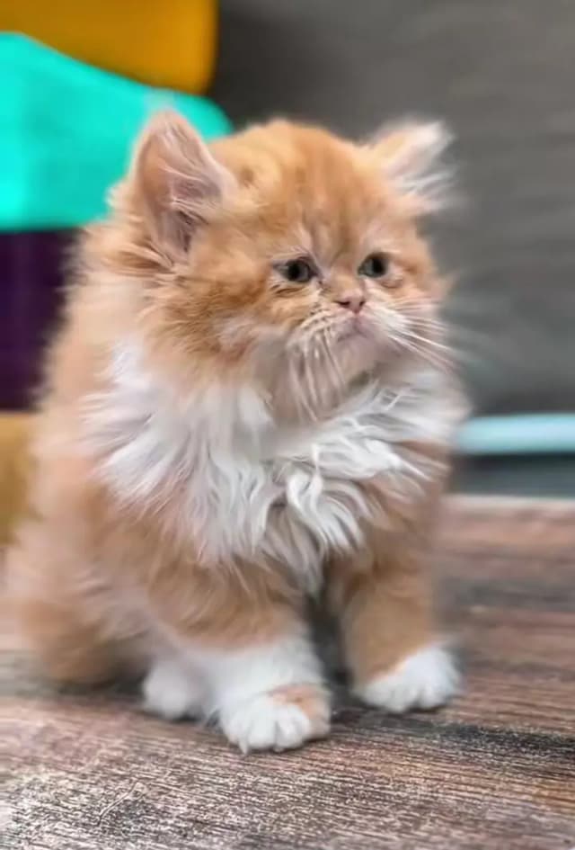 Persian cats My WhatsApp 03436966924 /°£¥€¢√π¥