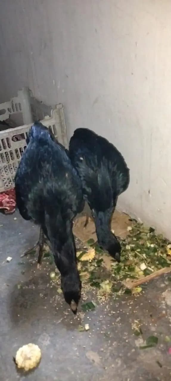 2 assel patha mada for sale