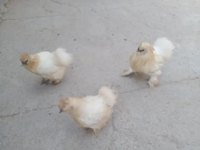 Silkie trio set | Silki chickens | Silkie hens | silkie egg laying