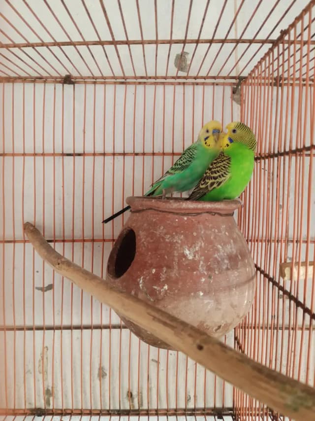 Australian Parrat Breader 3 pair for sale