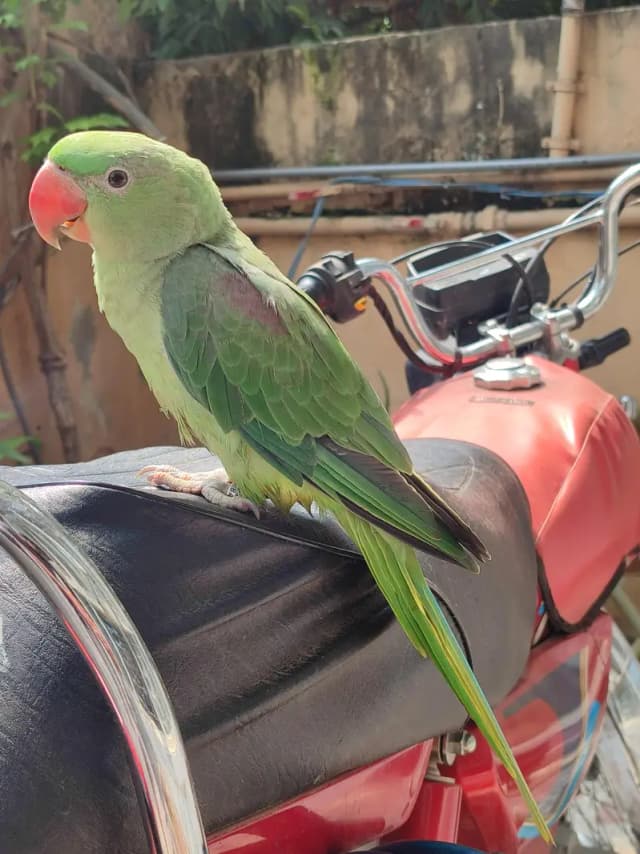 Kashmiri Raw (Alexander) parrot