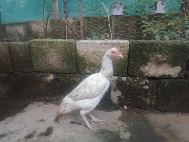 Aseel Heera female