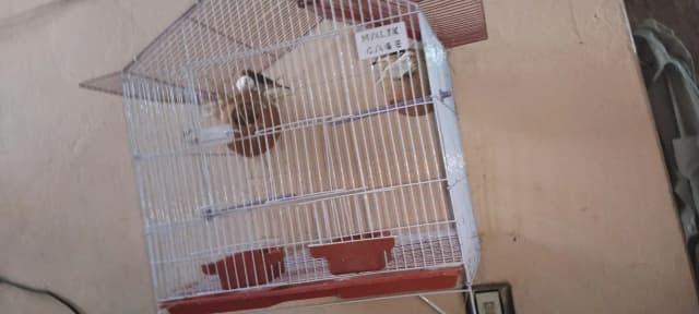 2 breeder pair of finches , with cage and matki