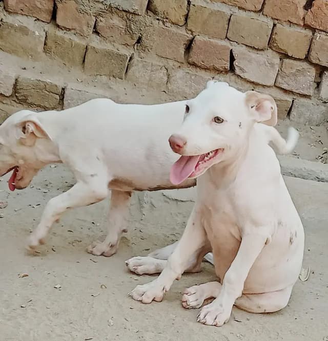 red nose kohati gultiar female puppy