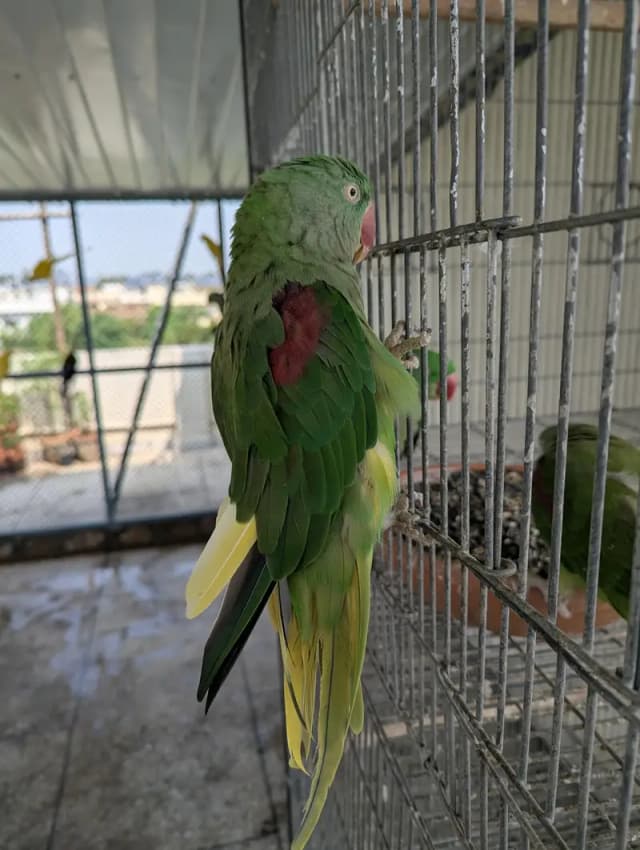 Raw Female