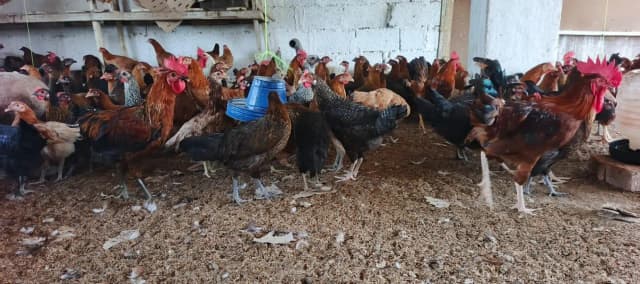 Dhanyal birds Shop kuri Road, Hens Chicks and All types of birds