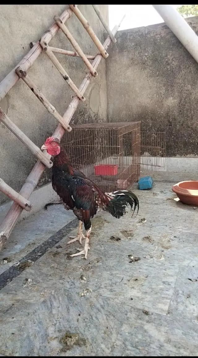 Aseel mianwali breeder pair