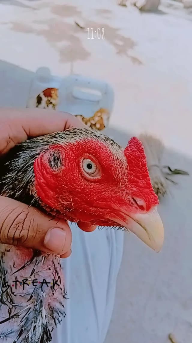 aseel mianwali jawa ,zero size peela ,muski, peli madi chicks
