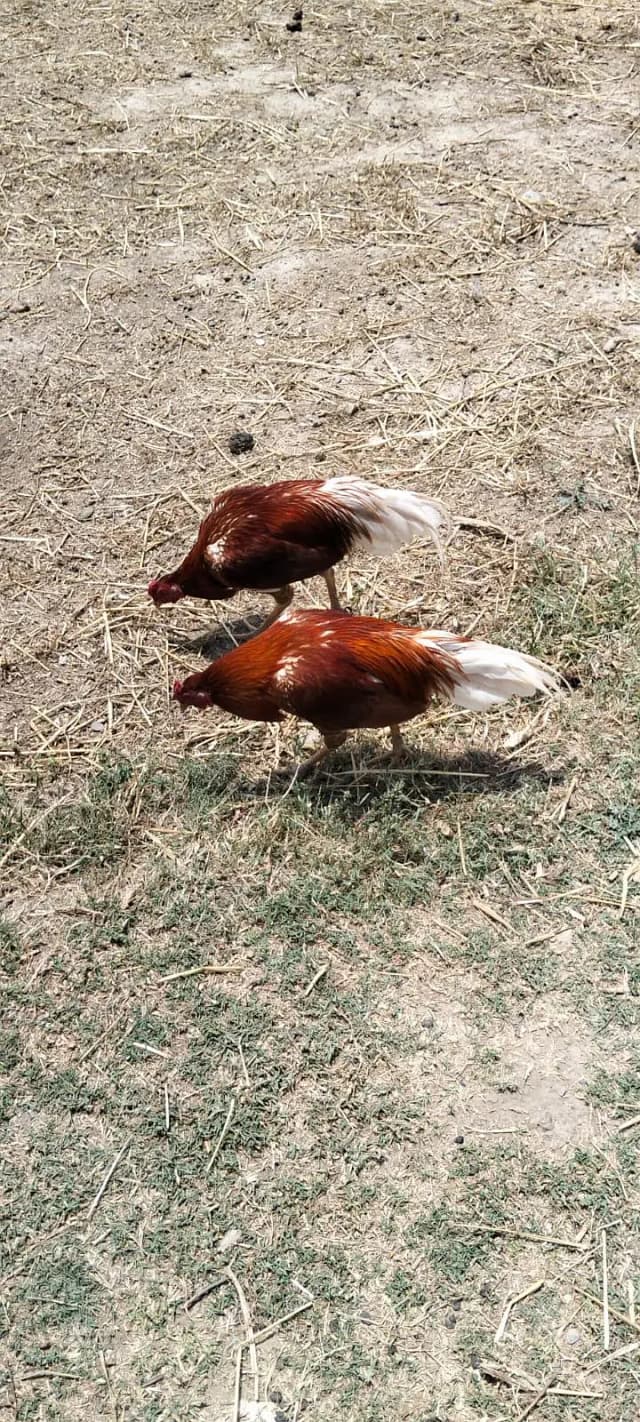 murga forsale