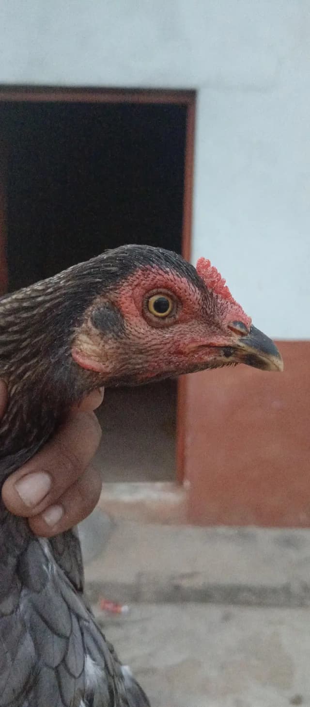 aseel murgi